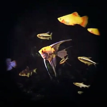 Aquarium Fish Swimming Effect